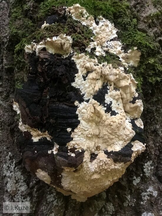 Junghuhnia pseudozilingiana